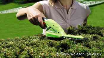 Double discount deal sees 'godsend' cordless garden shears reduced to just £22