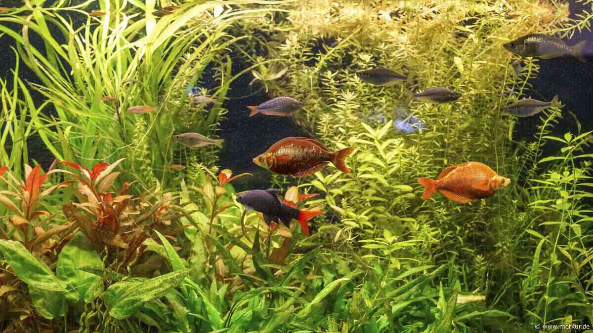 Aquarien während der Urlaubszeit: Wie Ihre Fische sicher versorgt bleiben
