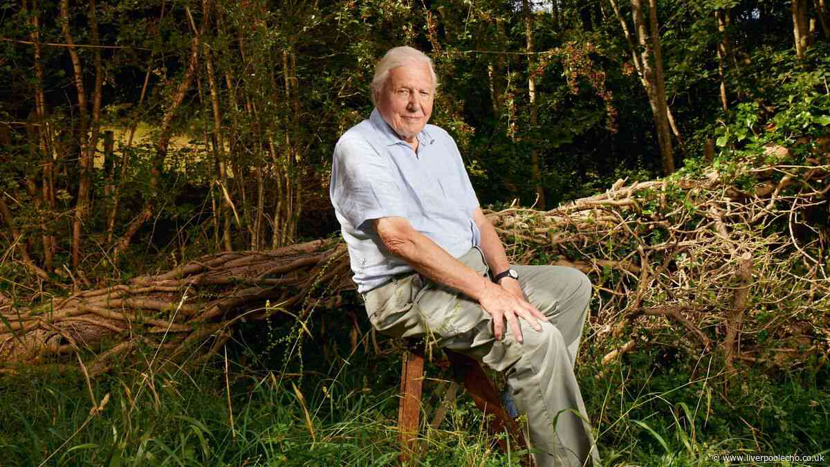 Cat owners urged by David Attenborough to make 1 simple change immediately