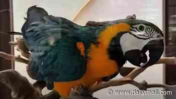 Luxury shisha bar agrees to hand over parrot after animal rights activists' feathers were ruffled because bird was being kept in glass box