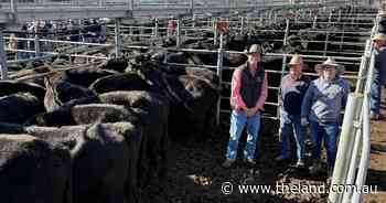 'The market couldn't be any better': Gundagai weaners match strong prices