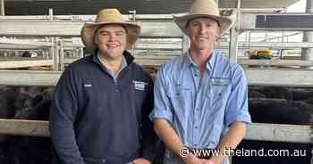 'Dearer across the board': Carcoar steers surge past 700c/kg in winter sell-off