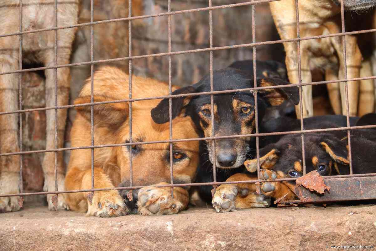 Tierquälerei für Klicks: Warum Gewaltvideos im Netz boomen
