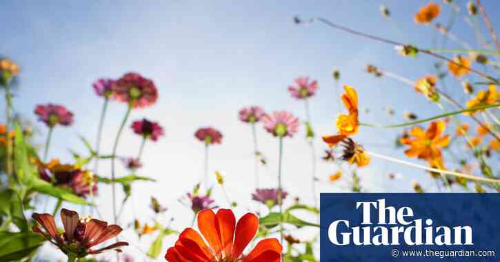 Natural history GCSE to teach teenagers to plant wildflower-friendly gardens