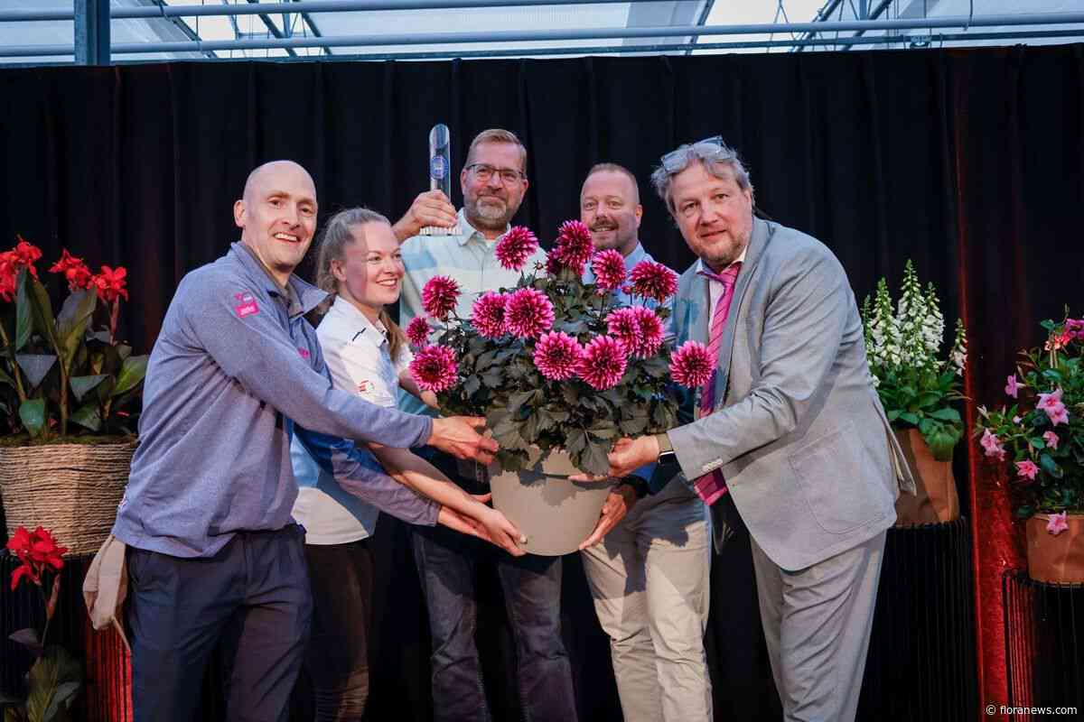 Dahlia Dalina Maxi Noir Velvet Crush wint FleuroStar Award 2026-27
