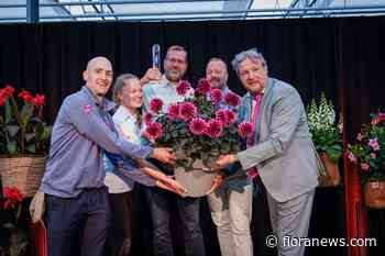 Dahlia Dalina Maxi Noir Velvet Crush wint FleuroStar Award 2026-27