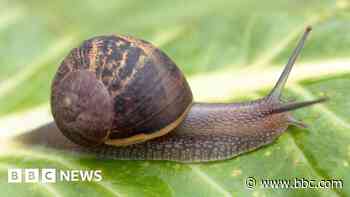 Council tells snail racers to escargot-away