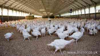 Can you eat turkey eggs and why don't we see them in supermarkets