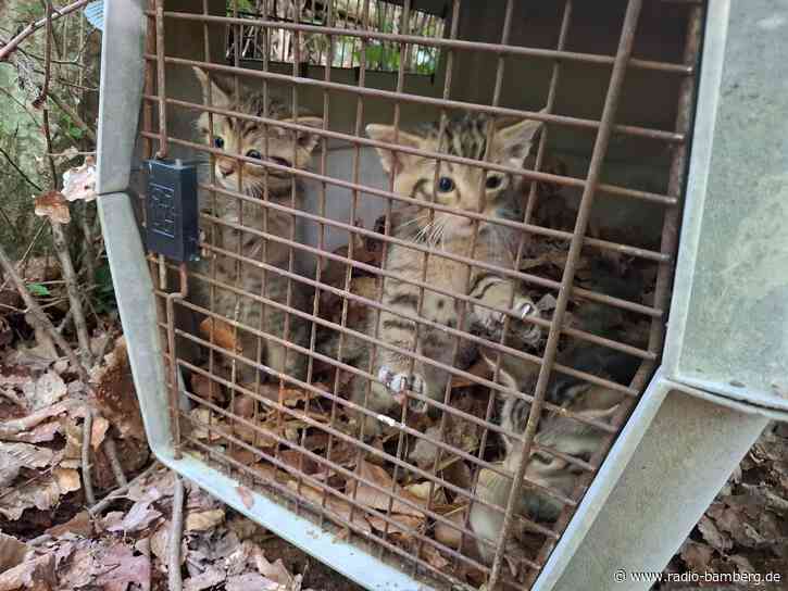 Irrtum im Wald wird zur Gefahr für drei kleine Katzen