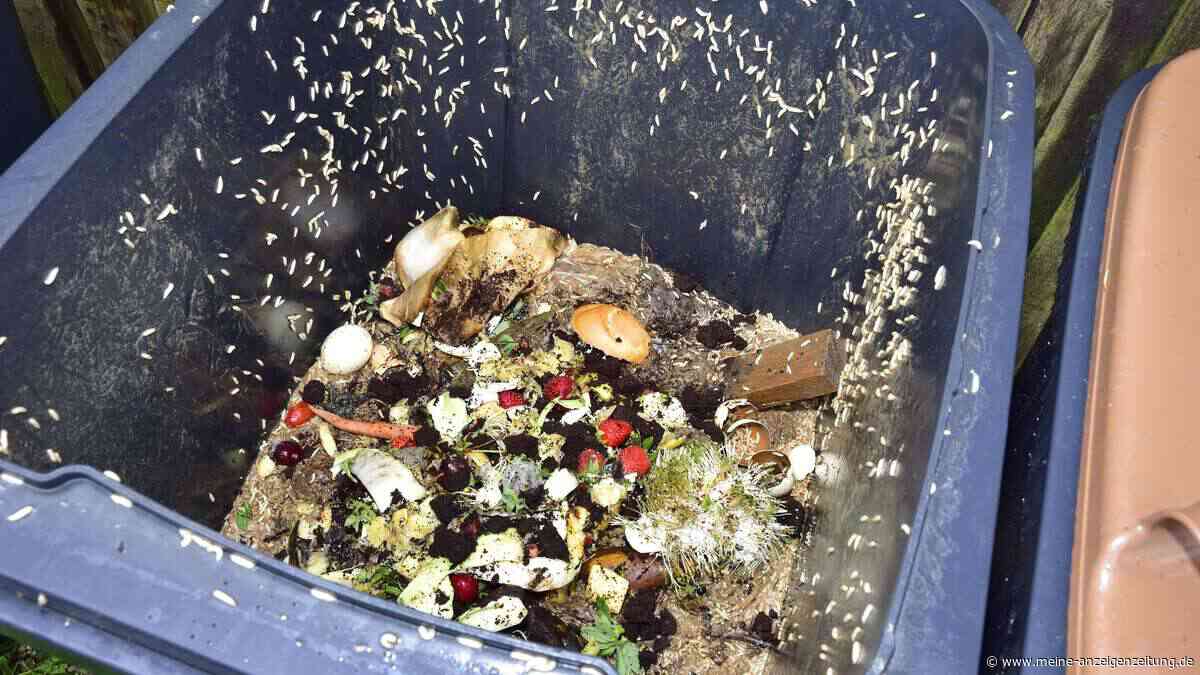 So wird Ihre Biotonne madenfrei: Fünf einfache Maßnahmen, die wirklich helfen