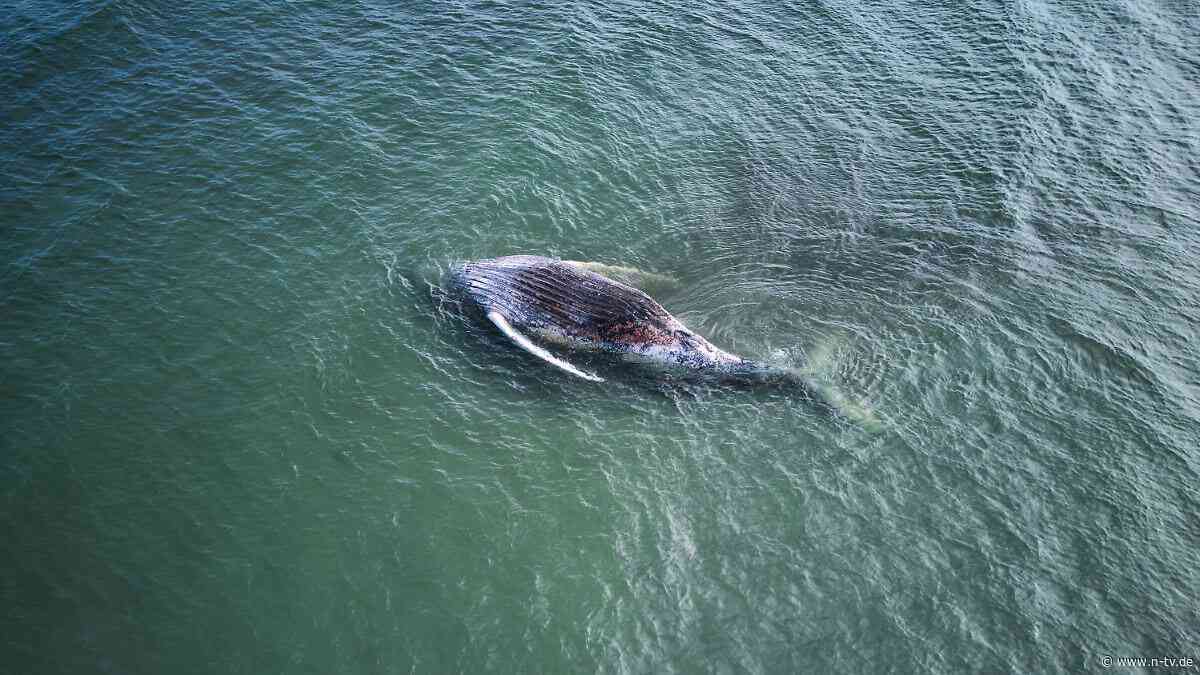 Backhaus stellt Trackerdaten vor: Ostsee-Buckelwal lebte nach Freisetzung noch einige Tage