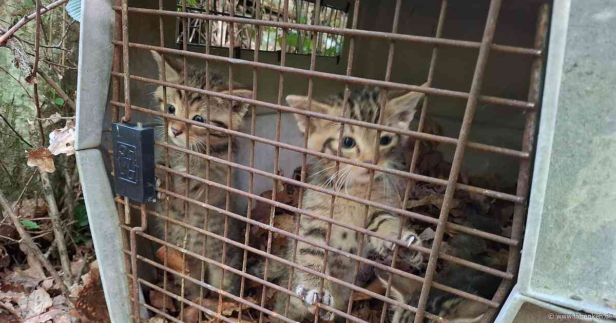 Katzen in Wald bei Bamberg ausgesetzt? Irrtum wird zur Gefahr
