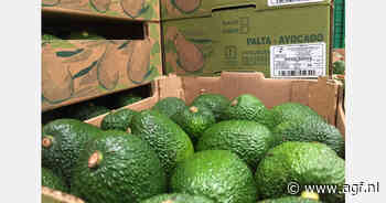 Overaanbod Peruaanse avocado's drukt prijzen in Nederland naar €6-8 per karton