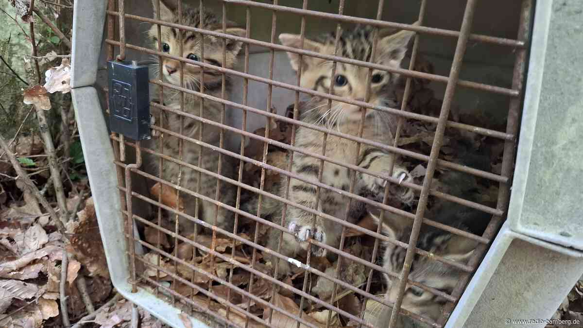 Happy End für drei Wildkatzen-Babys im Landkreis Bamberg