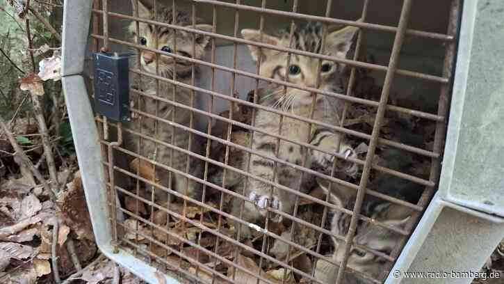 Happy End für drei Wildkatzen-Babys im Landkreis Bamberg