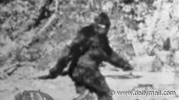 Bigfoot fever grips Canada after spate of sasquatch 'sightings' as witness describes 'massive figure' with 'earthy' smell
