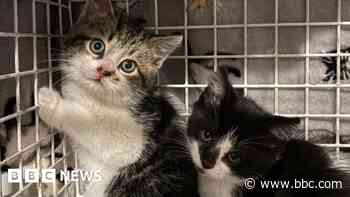 Elusive kittens found in factory set to be rehomed