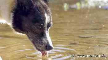 Vorsicht beim Gassigehen: Diese Wasserquellen können Hunde krank machen