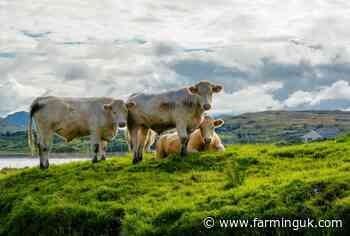 World Cup beef campaign urges shoppers to back NI farmers