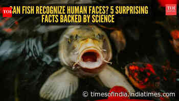 Can fish recognize human faces? 5 surprising facts backed by science