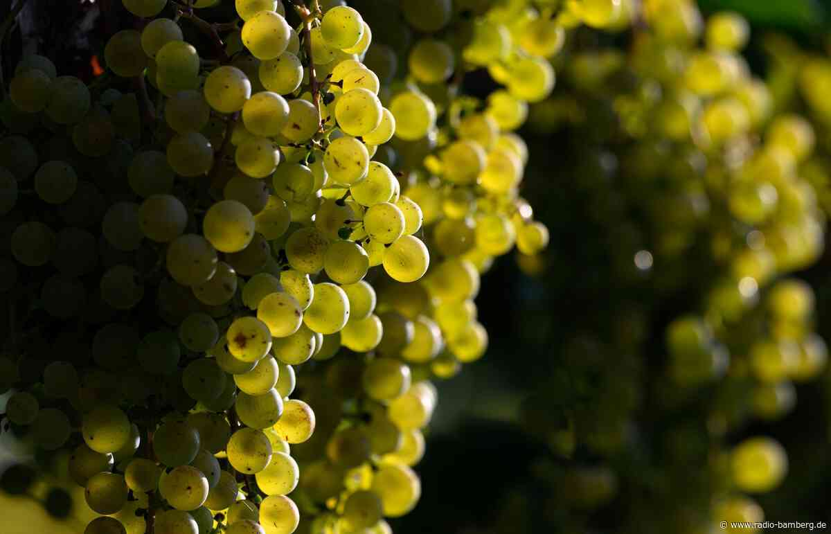Winzer produzieren 2025 mehr Wein