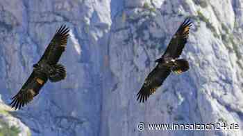 Zwei junge Bartgeier werden im Nationalpark Berchtesgaden ausgewildert