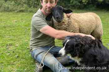 Farmer ‘mind-boggled’ after border collie dog rounding up sheep reported to RSPCA