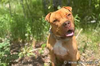 💛 How you can chip in for animals in need