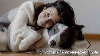 Was hassen Hunde am meisten? Diese Alltagsdinge stressen Ihren Vierbeiner