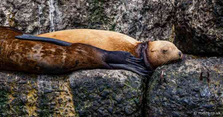 Sea lion found tangled up and trapped by plastic ring digging deep into its neck