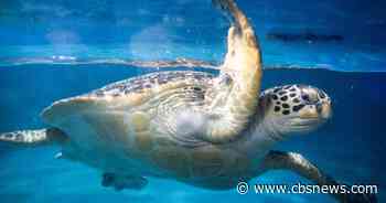 "Spy turtles" and "spy fish" prowling China's waters, Beijing claims