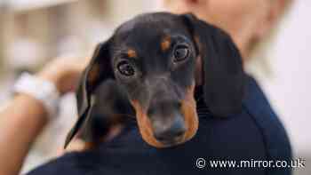 Update for animal owners in UK as Government sets June 29 date