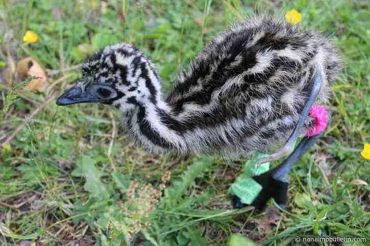 Meet Cuatro, a B.C. emu born with 4 legs and adopted by ducklings