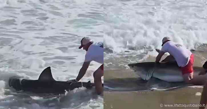 Un pescatore trascina a riva uno squalo bianco e lo libera in pochi secondi: “Non puoi controllare cosa abbocca all’esca” – IL VIDEO