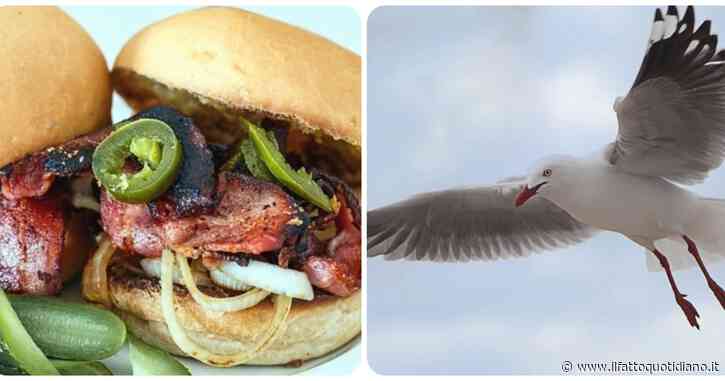 “L’uccello è sceso in picchiata e gli ha rubato il pasto. Lui lo ha afferrato e ha iniziato a colpirlo al petto”: gabbiano ucciso da un turista a St Ives, si cercano testimoni