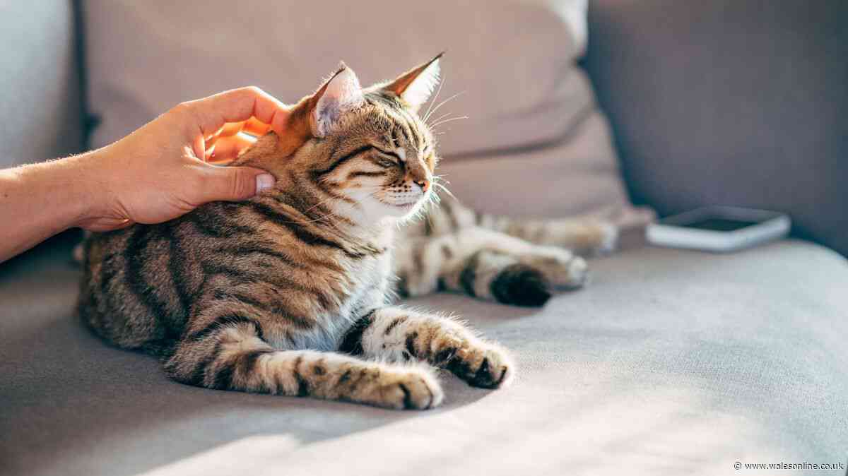 Key June 29 update as 228,000 back rule change affecting UK pet owners