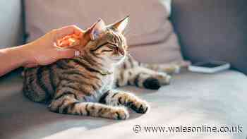 Key June 29 update as 228,000 back rule change affecting UK pet owners