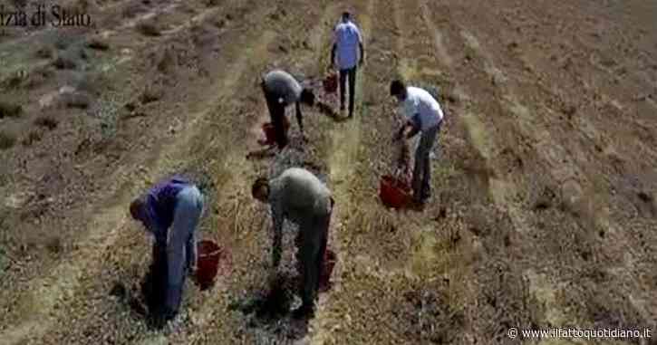 Contro il caporalato dobbiamo rinunciare allo sfruttamento come premessa | La trave nel piatto, la rubrica di Slowfood