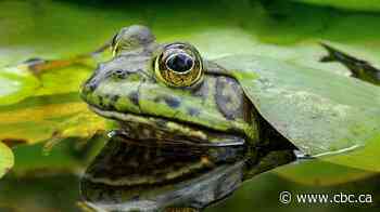 Comox Valley residents come together to halt spread of invasive American bullfrog