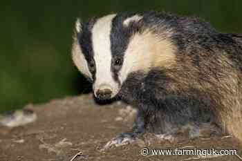 Defra badger vaccination field force targets bTB hotspots