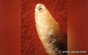 FDA issues emergency use authorization to treat dogs, cats with screwworm