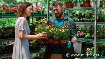 DIY and garden centre giant collapsed into administration owing with £803m