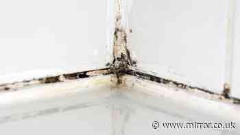 Shower grout mould will disappear in an hour if you clean with 2 items – not bleach