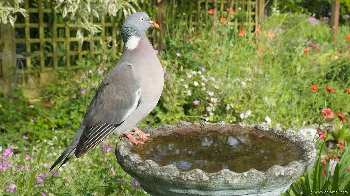 Private tutor is fined £150 for throwing sandwich crust at pigeons for them to eat