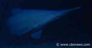 Goblin shark seen alive in natural deep-sea habitat for the first time