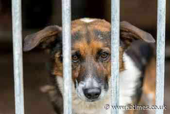 Chinese Man Arrested After Allegedly Using Fake Adoptions to Obtain Dogs for Abuse Videos
