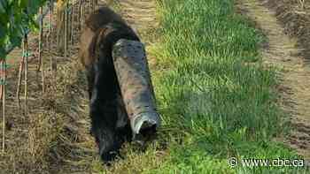 Bear wandering around with pipe stuck on head rescued by conservation officers