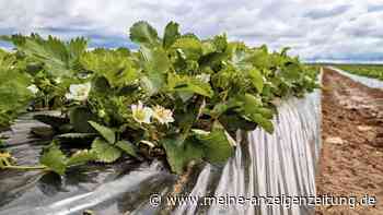 Blüten da, Beeren weg: Was Erdbeerpflanzen ausbremst