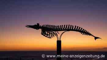 Sensationsfund in 7000 Metern Tiefe: Taucher entdecken gigantischen Wal-Friedhof