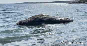 Dead humpback whale wrapped in rope washes ashore in eastern Newfoundland